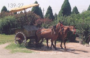 Foto 139-27 - Carreta con caballos para fotos de los visitantes en uno de los lugares dentro del Mausoleo del antiguo emperador Qin Shi Huang ubicado en la ciudad de Xían en el distrito de Lintong, provincia de Shaanxi, China - 17-Junio-2006