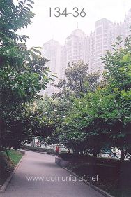 Foto 134-36 - El contraste entre la vegetación y los edificios en el parque Xujiahui (xujiahui park) de Shanghai China - 14-Junio-2006