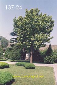 Foto 137-24 - Árbol en los jardines al costado de la torre de la Gran Pagoda del Ganso Salvaje (Big Wild Goose Pagoda) en la ciudad de Xían China - 17-Junio-2006